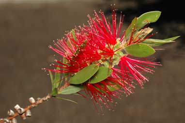 APII jpeg image of Callistemon 'Endeavour'  © contact APII
