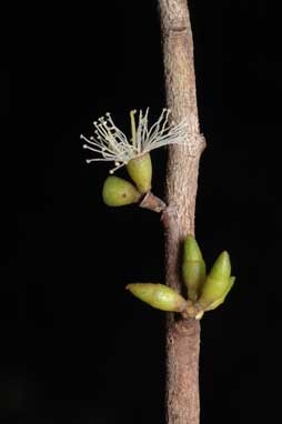 APII jpeg image of Eucalyptus moorei subsp. moorei  © contact APII