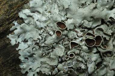 APII jpeg image of Xanthoparmelia  © contact APII