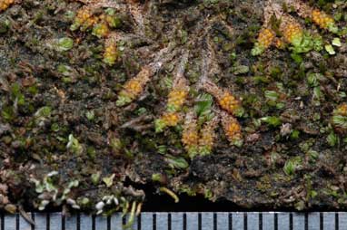 APII jpeg image of Fossombronia  © contact APII