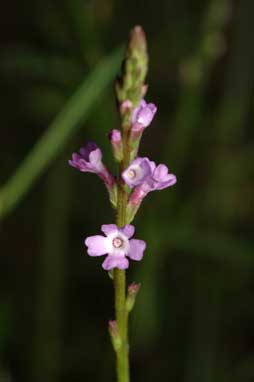 APII jpeg image of Verbena gaudichaudii  © contact APII