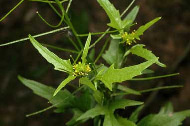 APII jpeg image of Sisymbrium erysimoides  © contact APII