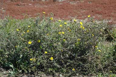 APII jpeg image of Helminthotheca echioides  © contact APII