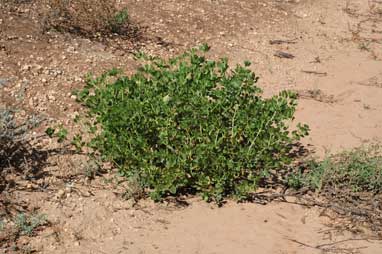 APII jpeg image of Roepera apiculata  © contact APII