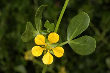 APII jpeg image of Roepera apiculata  © contact APII