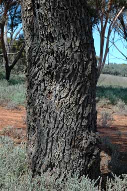 APII jpeg image of Myoporum platycarpum  © contact APII