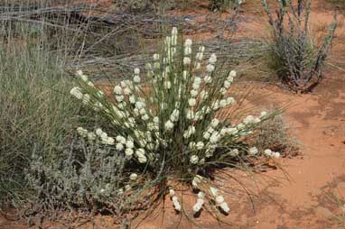 APII jpeg image of Lomandra leucocephala subsp. robusta  © contact APII