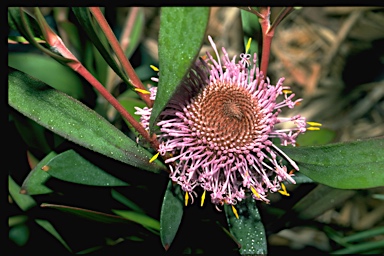 APII jpeg image of Isopogon cuneatus  © contact APII