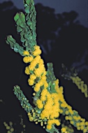 Acacia acinacea - click for larger image