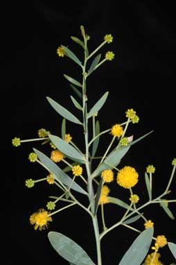APII jpeg image of Acacia bivenosa  © contact APII