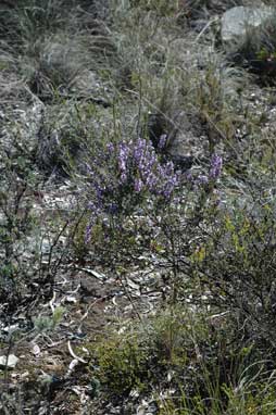 APII jpeg image of Hovea rosmarinifolia  © contact APII