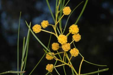 APII jpeg image of Acacia scirpifolia  © contact APII