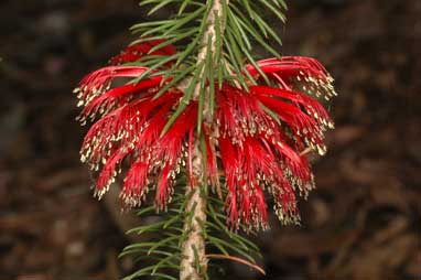 APII jpeg image of Calothamnus  © contact APII