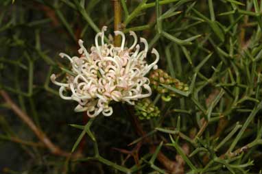 APII jpeg image of Grevillea teretifolia  © contact APII