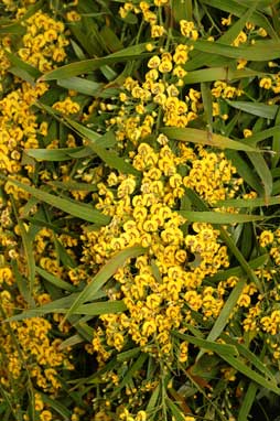 APII jpeg image of Daviesia arborea  © contact APII