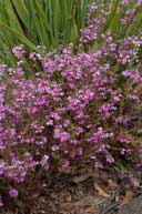 Tetratheca pilosa subsp. latifolia