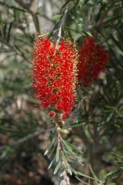APII jpeg image of Callistemon 'Pendulus'  © contact APII