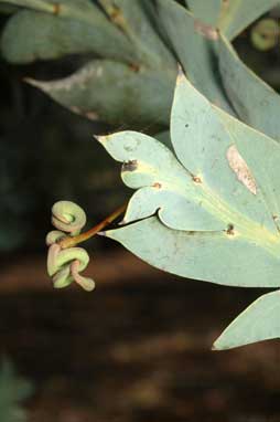 APII jpeg image of Acacia glaucoptera  © contact APII
