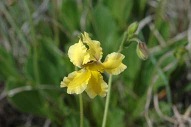 APII jpeg image of Goodenia paradoxa  © contact APII