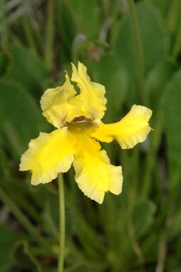 APII jpeg image of Goodenia paradoxa  © contact APII