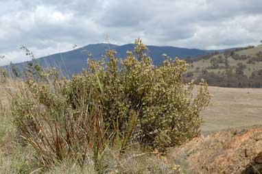 APII jpeg image of Brachyloma daphnoides  © contact APII