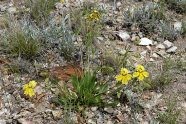 APII jpeg image of Goodenia paradoxa  © contact APII