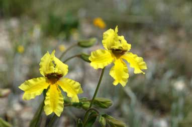 APII jpeg image of Goodenia paradoxa  © contact APII
