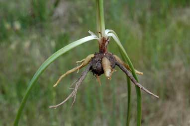 APII jpeg image of Bulbine bulbosa  © contact APII