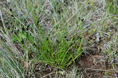 APII jpeg image of Schoenus apogon  © contact APII