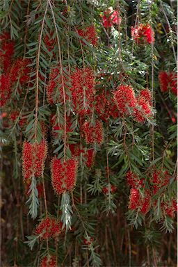 APII jpeg image of Callistemon 'Severn River'  © contact APII