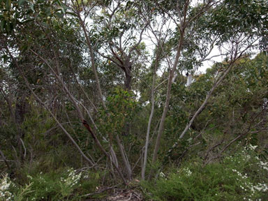 APII jpeg image of Eucalyptus langleyi  © contact APII