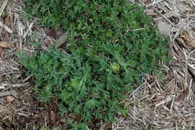 APII jpeg image of Soliva sessilis  © contact APII