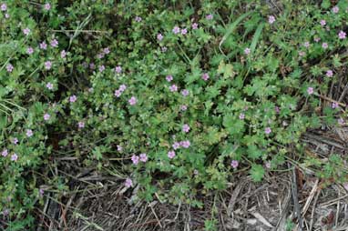 APII jpeg image of Geranium molle  © contact APII