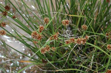 APII jpeg image of Cyperus gunnii subsp. gunnii  © contact APII