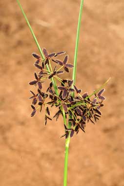 APII jpeg image of Cyperus concinnus  © contact APII
