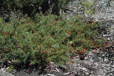 APII jpeg image of Grevillea juniperina subsp. allojohnsonii  © contact APII