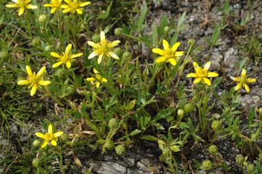 APII jpeg image of Ranunculus papulentus  © contact APII