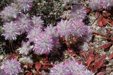 APII jpeg image of Ptilotus nobilis subsp. semilanatus  © contact APII