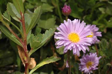 APII jpeg image of Brachyscome spathulata subsp. spathulata  © contact APII