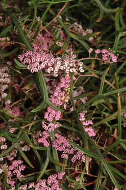 APII jpeg image of Grevillea leptobotrys  © contact APII