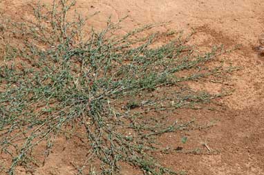 APII jpeg image of Polygonum aviculare  © contact APII