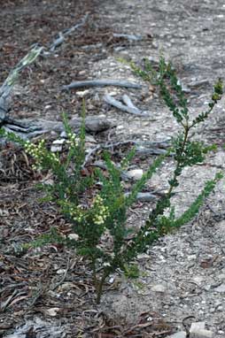 APII jpeg image of Acacia aureocrinita  © contact APII