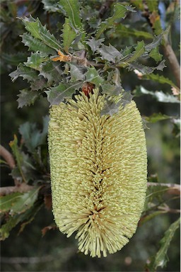 APII jpeg image of Banksia lemanniana  © contact APII