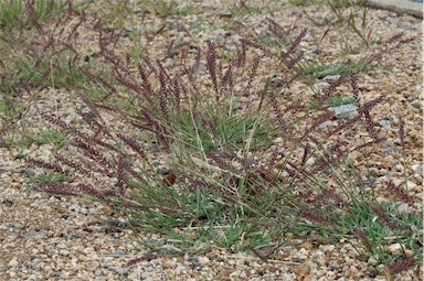 APII jpeg image of Tragus australianus  © contact APII