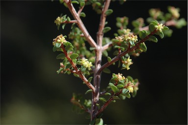 APII jpeg image of Pseudanthus divaricatissimus  © contact APII