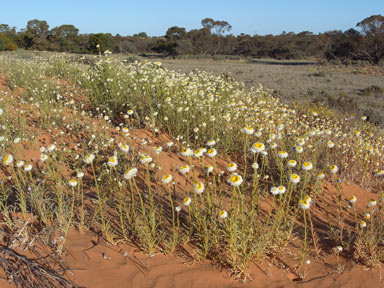 APII jpeg image of Polycalymma stuartii  © contact APII
