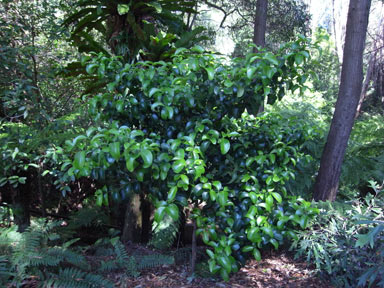 APII jpeg image of Elaeodendron australe var. australe  © contact APII