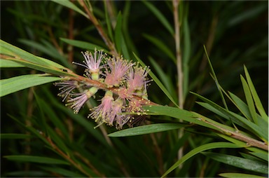 APII jpeg image of Callistemon 'Baroondah Station'  © contact APII