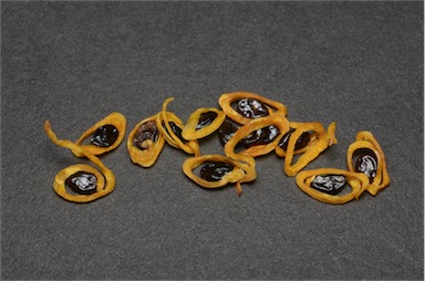 APII jpeg image of Acacia tetragonophylla  © contact APII