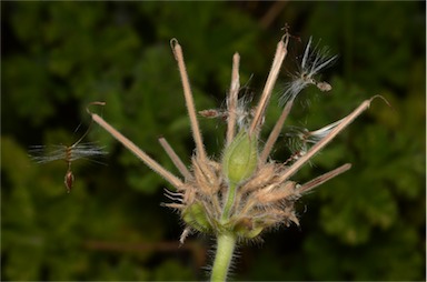 APII jpeg image of Pelargonium capitatum  © contact APII